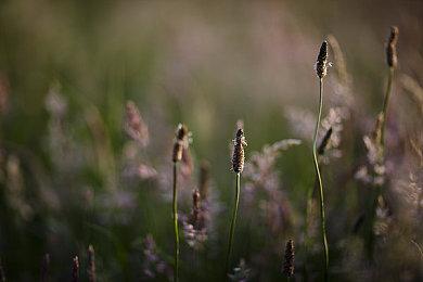 《遗迹:灰烬重生》宣布登陆NS 支持实体和数字版